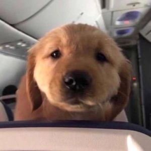 Meet your Posher, Josh